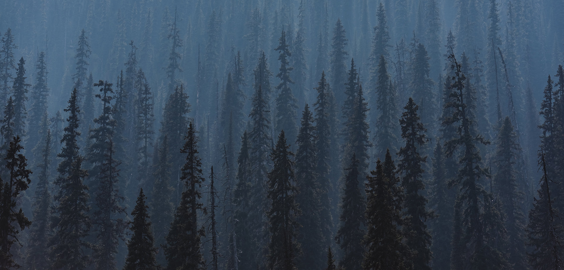 Dark Forest enjoys the solitude of the woods - get a lifetime warranty on your Leather Wallet